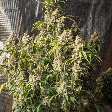 Sour Stomper by Mephisto in Autopot