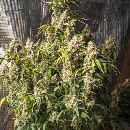 Sour Stomper by Mephisto in Autopot