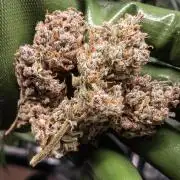 Frosty's Auto Freak | 2L Coco Tray2Grow