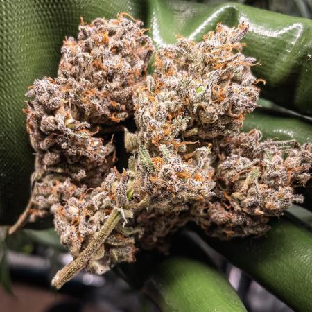 Frosty's Auto Freak | 2L Coco Tray2Grow