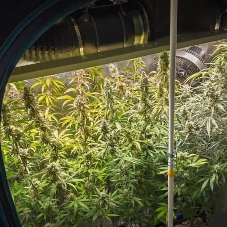 Jet Fuel Mandarine Auto by Sweet Seeds