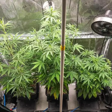 Jet Fuel Mandarine Auto by Sweet Seeds