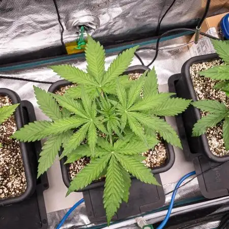 Jet Fuel Mandarine Auto by Sweet Seeds
