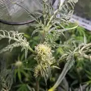 Frosty's Auto Freak | 2L Coco Tray2Grow
