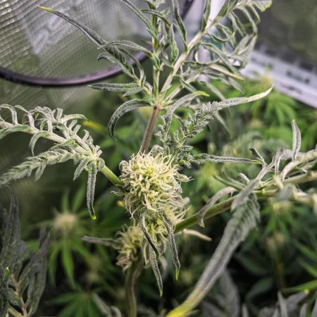 Frosty's Auto Freak | 2L Coco Tray2Grow