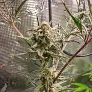 Frosty's Auto Freak | 2L Coco Tray2Grow