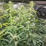Divine Big Demon Auto / Autopot + Coco