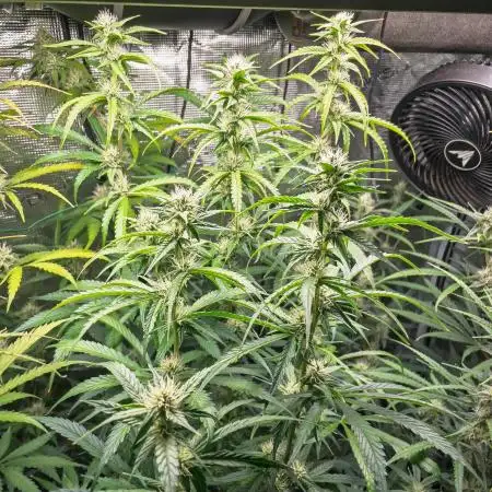 Divine Big Demon Auto / Autopot + Coco