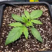 Granite Haze F7 in Autopot + Coco