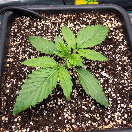 Granite Haze F7 in Autopot + Coco