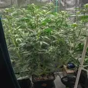 Granite Haze F7 in Autopot + Coco