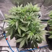 Rainbow Sundae 11 | Tulaberry F1-Testrun