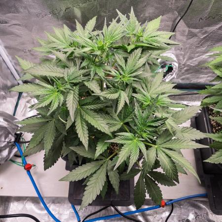 Rainbow Sundae 11 | Tulaberry F1-Testrun