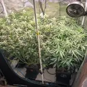 505 Headbanger in Autopot + Coco