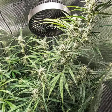 Permanent Jealousy Auto - Autopot / Coco