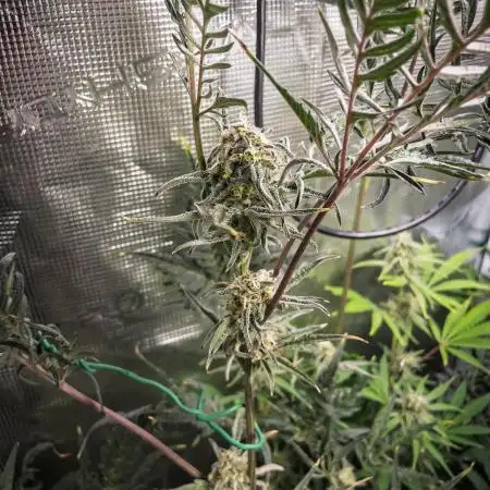 Frosty's Auto Freak | 2L Coco Tray2Grow