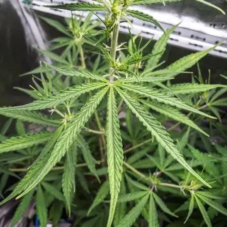 Permanent Jealousy Auto - Autopot / Coco