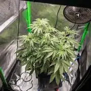 Radical Juice x Granite Haze | FOB#3 F1