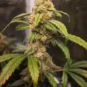 Rainbow Sundae 11 | Tulaberry F1-Testrun