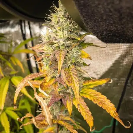 Divine Big Demon Auto / Autopot + Coco