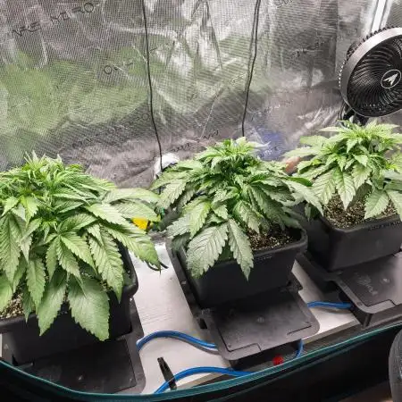 Ripper Seeds & Mephisto in Autopot + Coco