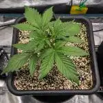 Sour Stomper by Mephisto in Autopot