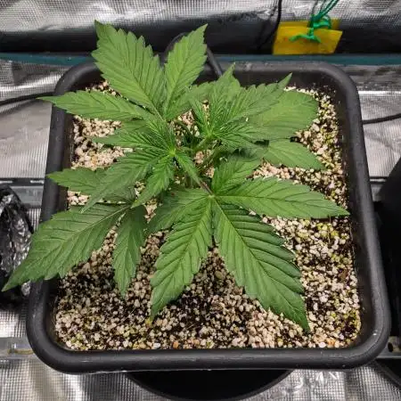Sour Stomper by Mephisto in Autopot