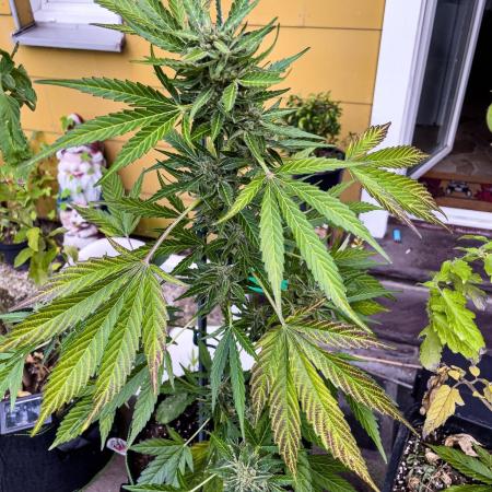 Fractal Auto by Divine Seeds (Outdoor)