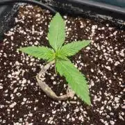 Fruit of the Bloom #3 F1 Test