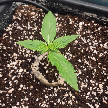 Fruit of the Bloom #3 F1 Test