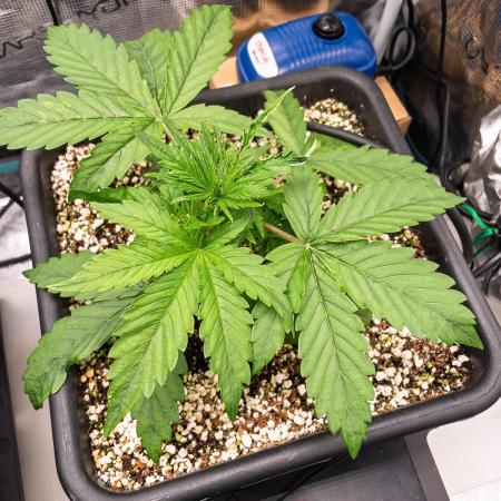 Divine Big Demon Auto / Autopot + Coco