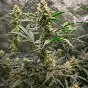 Rainbow Sundae 11 | Tulaberry F1-Testrun