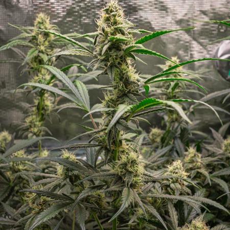 Rainbow Sundae 11 | Tulaberry F1-Testrun