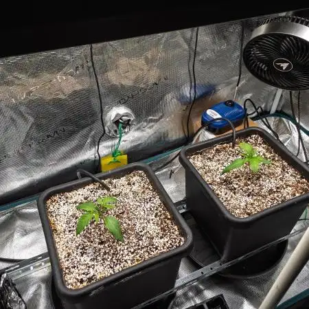 Sour Stomper by Mephisto in Autopot