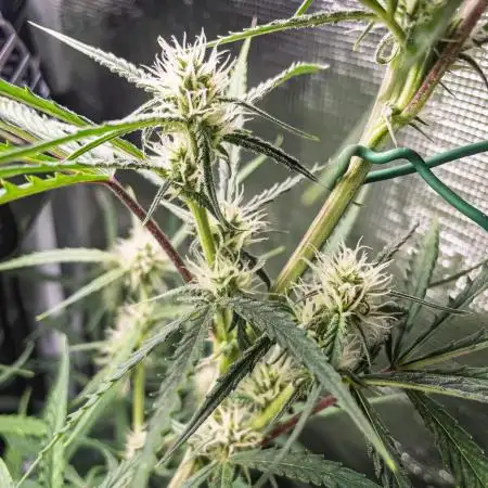 Permanent Jealousy Auto - Autopot / Coco
