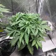 505 Headbanger in Autopot + Coco