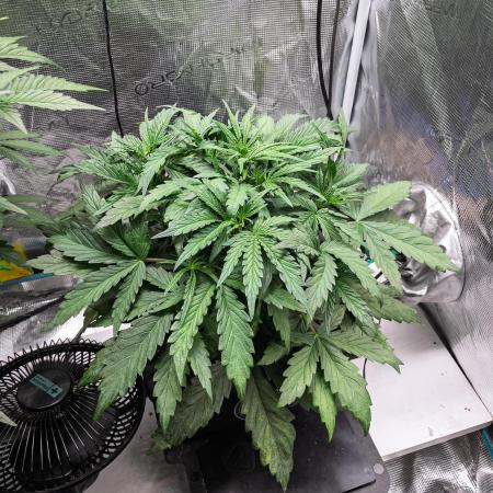 505 Headbanger in Autopot + Coco