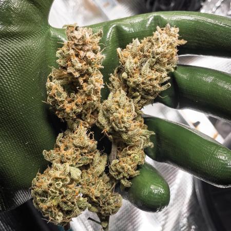 Permanent Jealousy Auto - Autopot / Coco