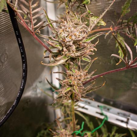 Frosty's Auto Freak | 2L Coco Tray2Grow