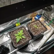 505 Headbanger in Autopot + Coco