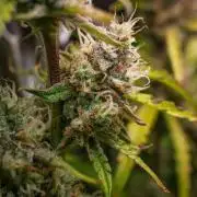 Radical Juice x Granite Haze | FOB#3 F1