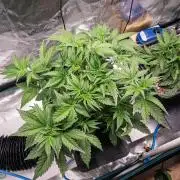 Granite Haze F7 in Autopot + Coco