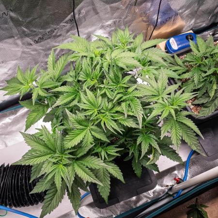 Granite Haze F7 in Autopot + Coco