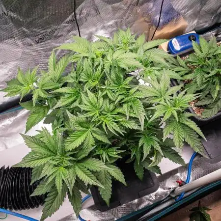Granite Haze F7 in Autopot + Coco