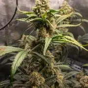Rainbow Sundae 11 | Tulaberry F1-Testrun