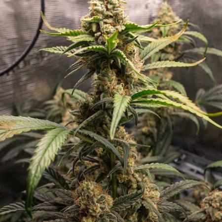 Rainbow Sundae 11 | Tulaberry F1-Testrun