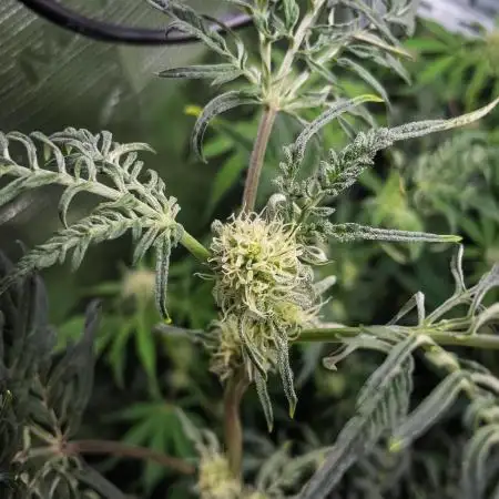 Frosty's Auto Freak | 2L Coco Tray2Grow
