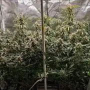 Rainbow Sundae 11 | Tulaberry F1-Testrun