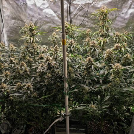 Rainbow Sundae 11 | Tulaberry F1-Testrun