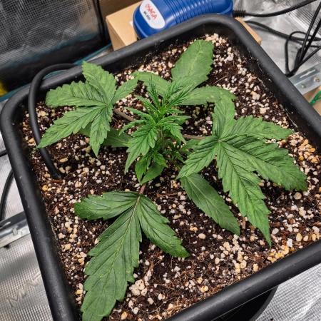 505 Headbanger in Autopot + Coco